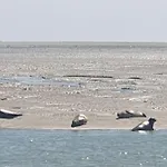 아파트 Le Galopin Le Touquet